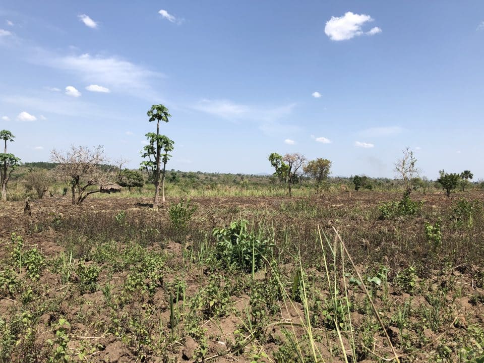 Obirio project - Humminbirds