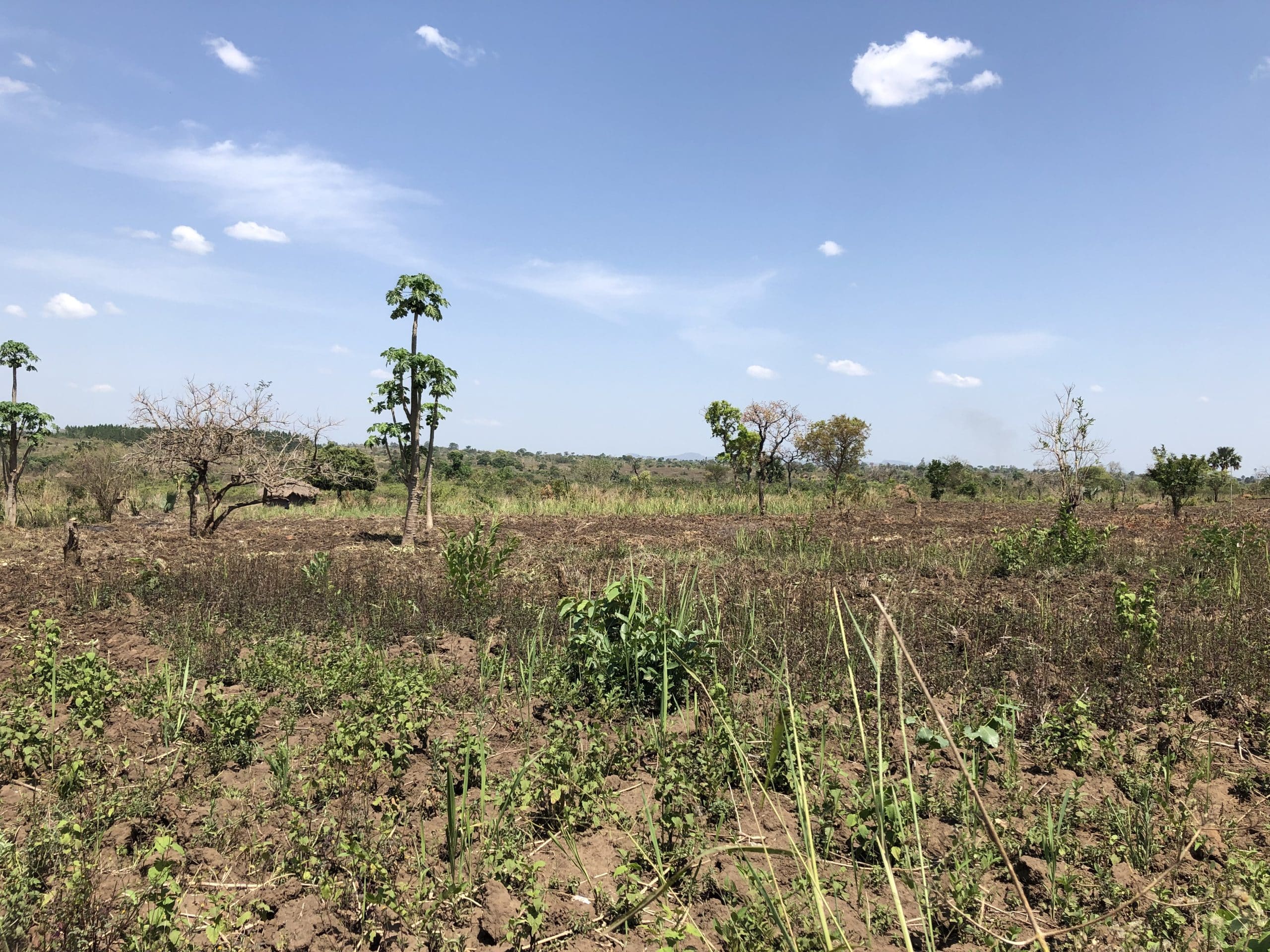 Obirio project - Humminbirds