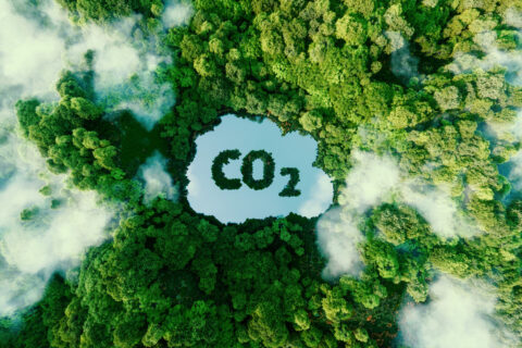 Demystifying carbon calculation in ARR (Afforestation, Reforestation and Regeneration) projects: a six-step guide 