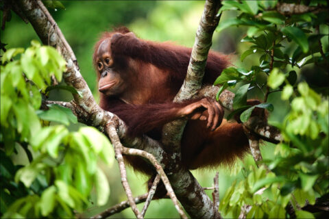 IUCN Red List of Threatened Species: a tool to drive effective conservation actions 