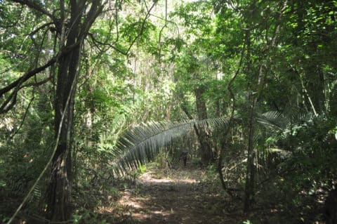 Leveraging IFC Performance Standards to enhance carbon projects integrity and impact