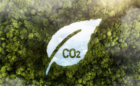 Predicting carbon credits in reforestation projects: pitfalls, insights and recommendations