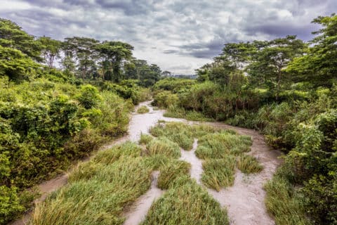 Mount Kei Reforestation Project: our journey to restore forests in Uganda 