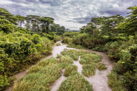 Mount Kei Reforestation Project: our journey to restore forests in Uganda 