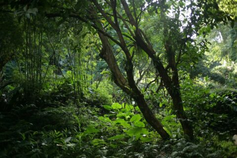 Forest and Foods: Celebrating the International Day of Forests