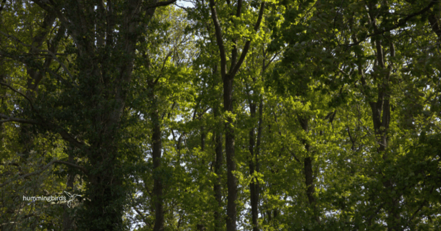 Label bas-carbone project in Cérences