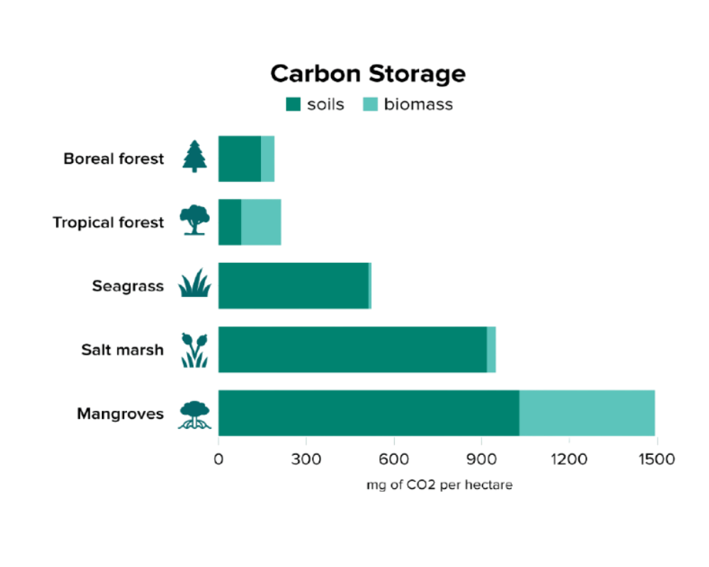 Bar charts of carbon storage in mg og CO2 per hectare for Boreal forest, tropical forest, seagrass, salt marsh and mangroves in growing order.