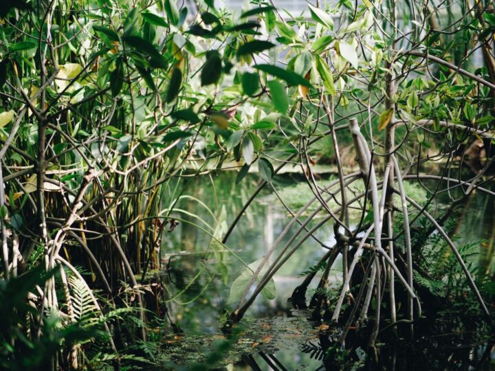 Mangrove wetland petland expertise of hummingbirds