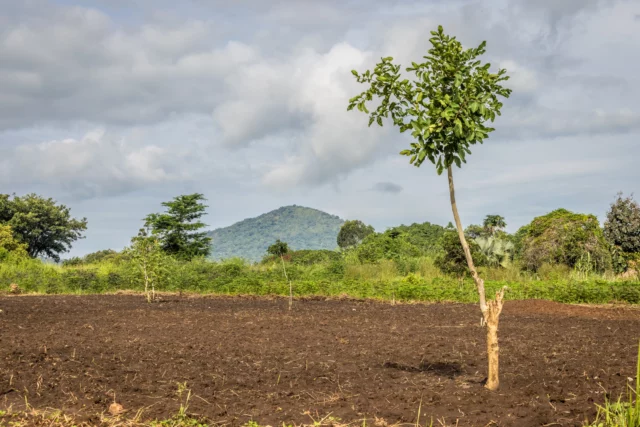 reforestation-mount-key-tree-field