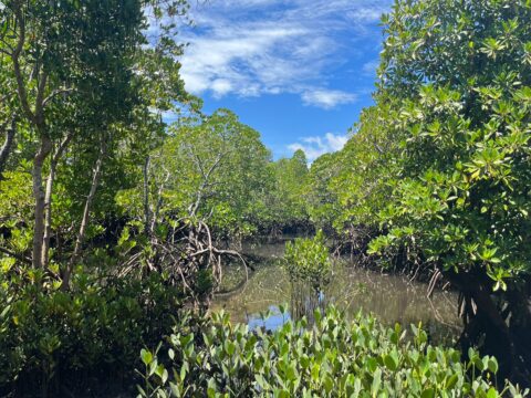 Blue&nbsp;Carbon&nbsp;projects: understanding&nbsp;their&nbsp;importance and complexities&nbsp;